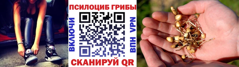цена   kraken ONION  Галлюциногенные грибы Cubensis  Карачев 